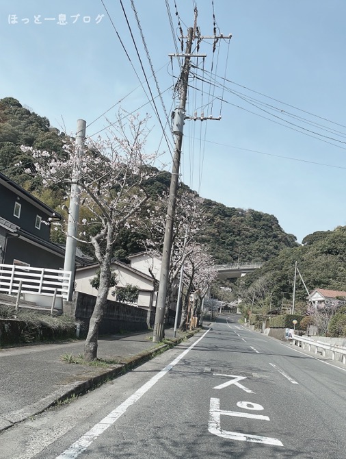 kagoshima-sakura