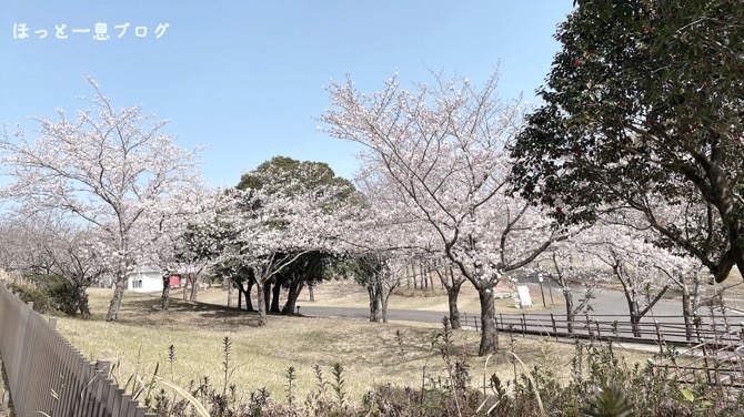 kagoshima-sakura