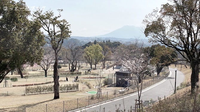 kagoshima-sakura