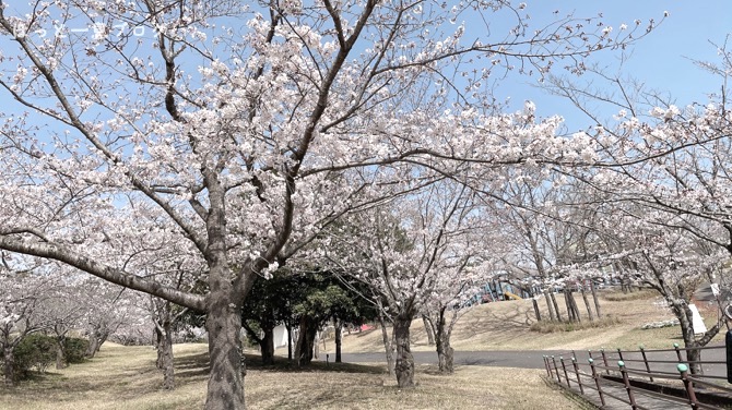 kagoshima-sakura