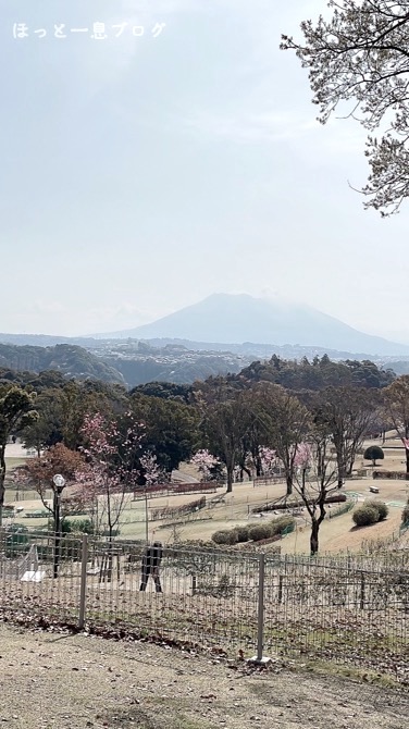 kagoshima-sakura