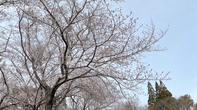 kagoshima-sakura