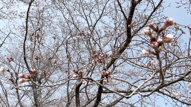 kagoshima-sakura