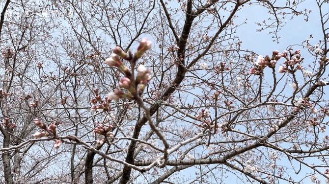 kagoshima-sakura