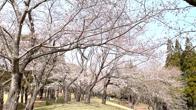 kagoshima-sakura