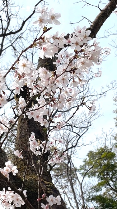 kagoshima-sakura