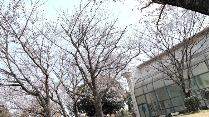 kagoshima-sakura