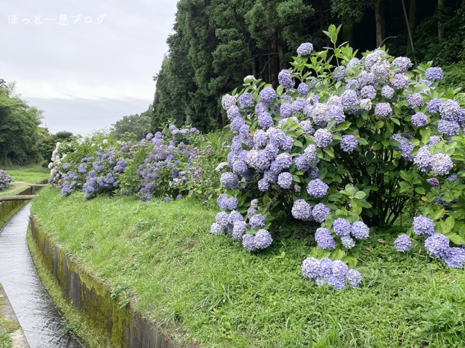 arego-ajisaien-kagoshima